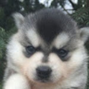 Meet your Posher, Bella